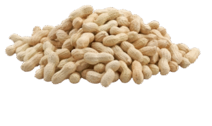 248 2489386 peanuts in shell best quality removebg preview