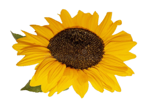 yellow sunflower green leaves bright blue sky background yellow sunflower green leaves bright blue sky 197459016 removebg preview